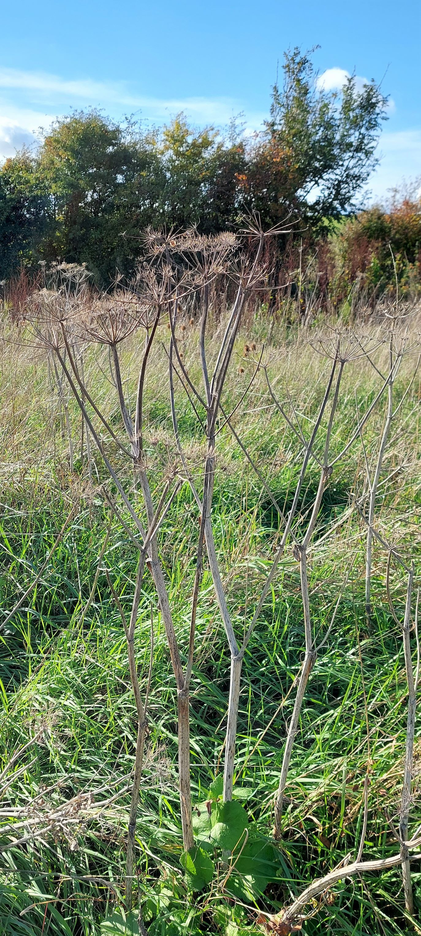 seedheads in field